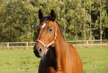 portrait of a nice brown horse in the outdoor enclosure