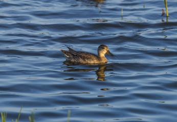 Female duck swimming in a blue pond in Italy 