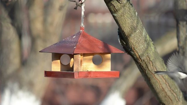 Small birds are feeding at a manger