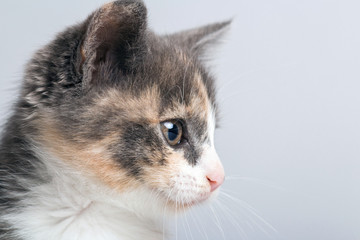 studio portrait of a muzzle of a small gray three-colored kitten on a gray background