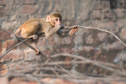 baby macaque