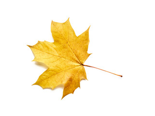 Autumn leaf isolated with clipping path. Maple Leaf