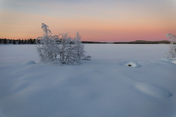 Bush on the frozen lake at sunset
