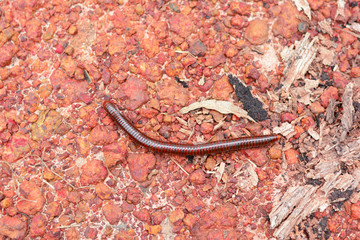 the adult of millipede ramble on rock ground