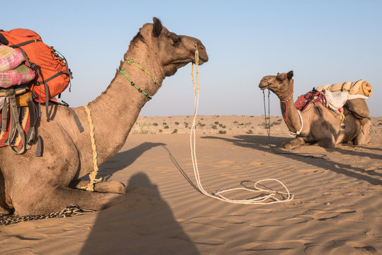 camels sitting on sand in the desert