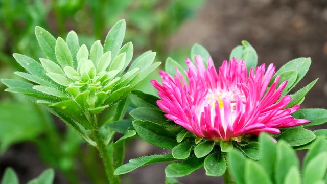 Violet and Pink Aster Flower in the Home Garden Develops on the Wind