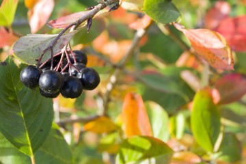 Selective focus on ripe aronia berries on a bush in autumn colors