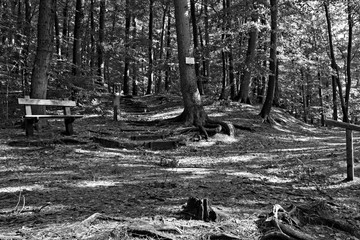 Ein sich kreuzender Waldweg