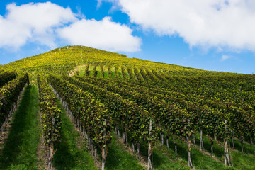 Fototapeta na wymiar vineyard on the slopes of the mountains. Autumn