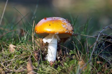 Ein Herbstbild mit Fliegenpilz (Amanita muscaria)