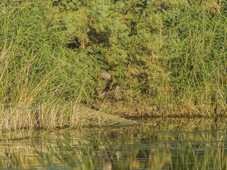 bird of prey in flight searching and hunting above a pond