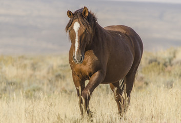 Fototapeta premium Wild Horse in Wyoming
