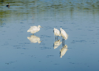 Three white little egrets standing on the water