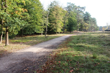 Forest Utrechtse heuvelrug in autumn