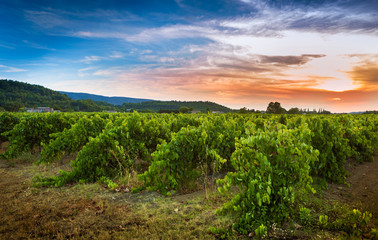 Fototapeta na wymiar Vineyard and sunset landscape - agriculture