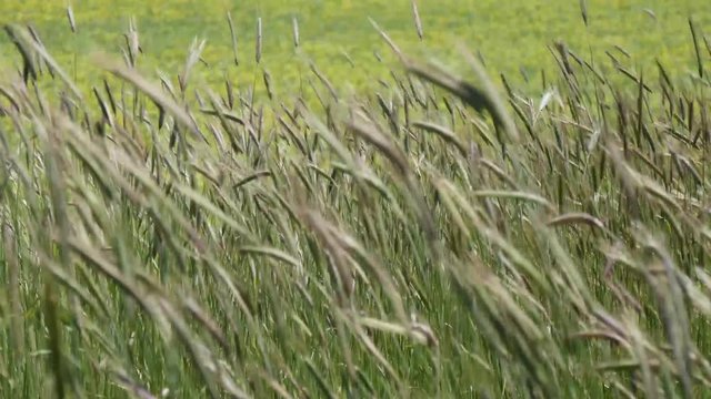 Spighe di orzo al vento sui Monti Sibillini a Castelluccio di Norcia