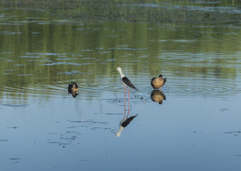 Cavaliere d'Italia and two shoveler fishing in a pond