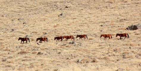 Wild Horses 