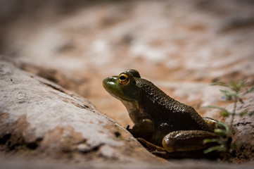 Frosch