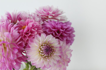 Pinke und weiße Blumen in einer Vase
