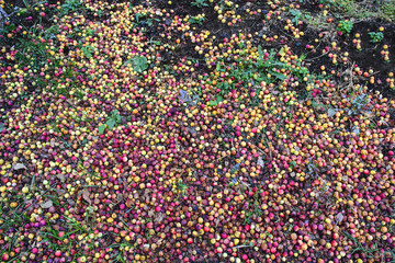 Many apples on the ground