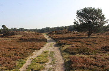 Fototapeta premium Heather landscape in autumn, Utrechtse heuvelrug