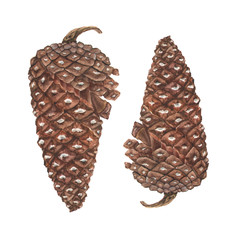 Botanical watercolor illustration of pinecone on white background