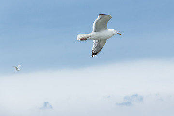 Fototapeta na wymiar Seagull in flight against a blue sky background.