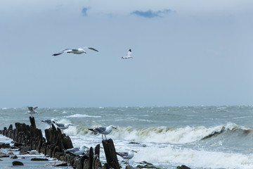 Gulls on the rocks and in flight over the water during a storm.