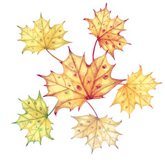 Bright color watercolor autumn maple leaves isolated on white background