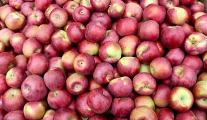 Apples, Apples, Apples