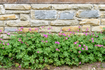 Bigroot cranesbill (Geranium macrorrhizum)
