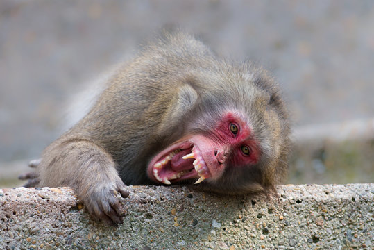 Monkey