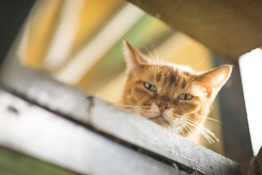 Yellow Cat On Wooden Table And Looking Down