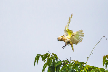  White cockatoo (Cacatua alba). Raja Ampat, West Papua, Indonesia. © mariusltu