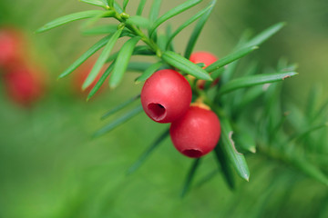 przyroda detal - owoc cisu na gałęzi © agarianna