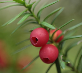 przyroda detal - owoc cisu na gałęzi