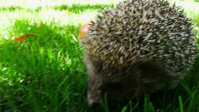 Hedgehog With Juicy Red Ripe Apple Goes or Crawls in Green Grass. Happy Cute Hand Pet Hedgehog on Sunny Day