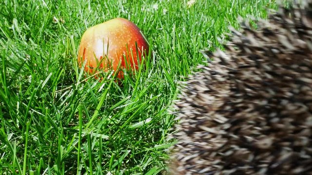 Hedgehog in Green Grass With Juicy Red Ripe Apple Goes or Crawls. Happy Cute Hand Pet Hedgehog on Sunny Day in Autumn