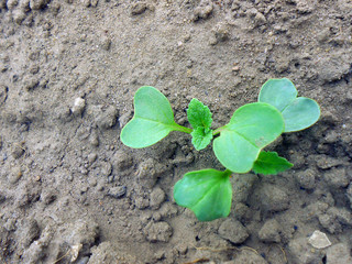 radish on the bed - leaves - growth stage - sprouting
