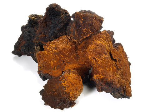 Chaga Pilz - getrocknet