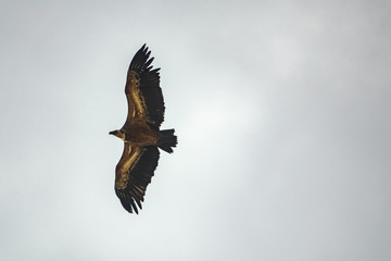 Vulture flying in the gray sky n3