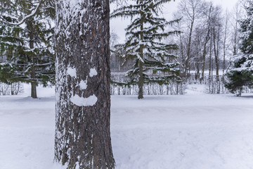 Smiley face on a tree