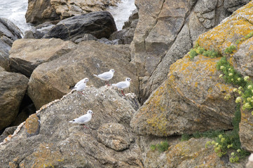 Groupe de mouettes sur un rocher