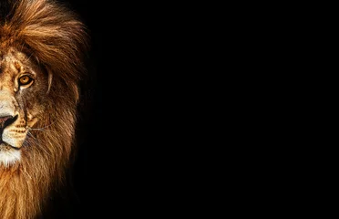 Küchenrückwand glas motiv Porträt eines schönen Löwen, Löwe im Dunkeln © Baranov