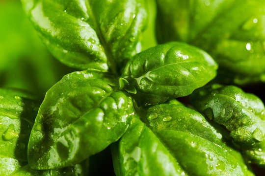 Fresh Basil Covered in Dew Drops