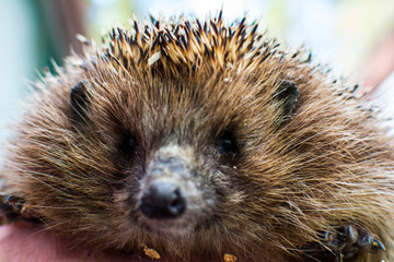 The animals of the forest hedgehog sitting man's hands.
