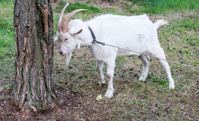 Obraz premium Pet - goat white butts the tree. The goat is tied with a rope in the ground. 