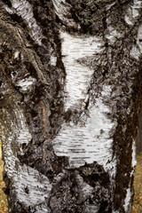 Close up of bark on tree.