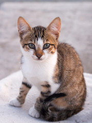 brown white color sitting cat